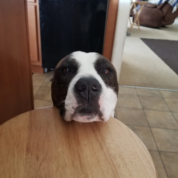 Meet your Posher, Elsa - Picture 1 of 1